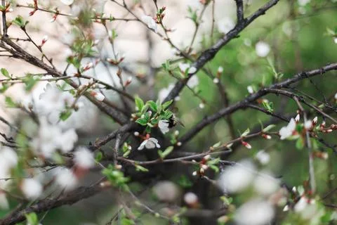 A large bumblebee pollinates flowering cherry in spring Foto stock