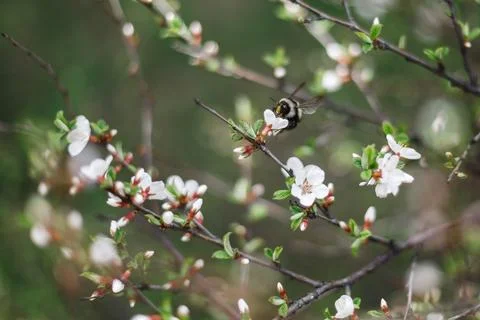 A large bumblebee pollinates flowering cherry in spring Stock Photos