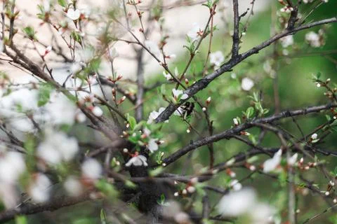 A large bumblebee pollinates flowering cherry in spring Stock Photos