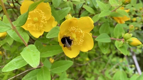 A large bumblebee pollinating the flower of Hypericum calycinum. Vídeos de archivo 132433813