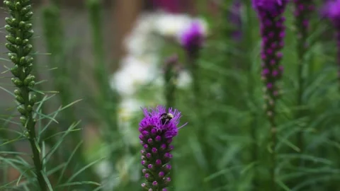 A large bumblebee rests on a large flower stack. Stock Footage 314637672