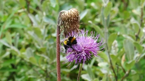 A large bumblebee swarms in the dense thickets Stock Footage 321894906