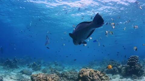 Large Bumphead Parrotfish Swimming Over a Vibrant Coral Reef 스톡 동영상 346110514