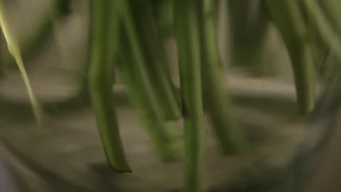 A large bunch of bright green long-stems with leaves in a glass vase, close-up Stock Footage 70169487