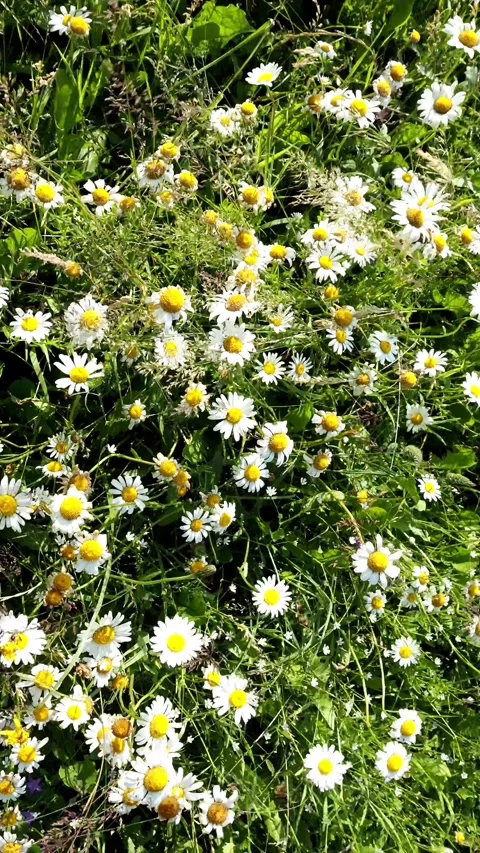 Large Bunch of Daisies Swaying on Tall Stems in Strong Wind Stock Footage 311228023