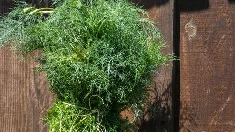 A large bunch of dill on the background of old wooden boards Stock Photos