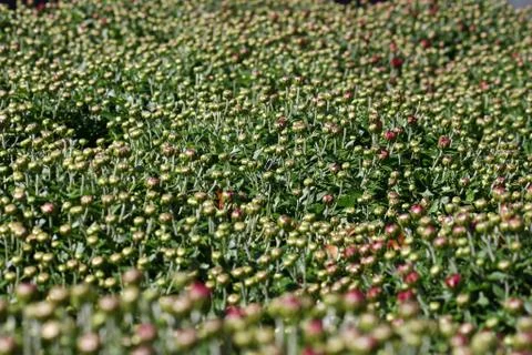 A large bunch of early budding red Mums Stock Photos