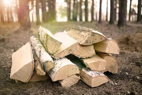A large bunch of firewood on the ground in the forest. Stock Photos