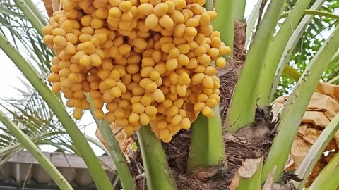 Large Bunch of Fresh Yellow Date Palm Fruits on Tree. Stock Footage 340488063