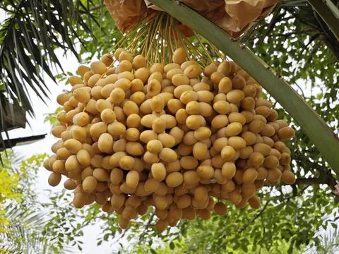 Large Bunch of Fresh Yellow Date Palm Fruits on Tree. Stock Photos