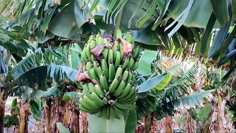 Large Bunch of Green Bananas Growing on Tree in Plantation 動画素材 336546265