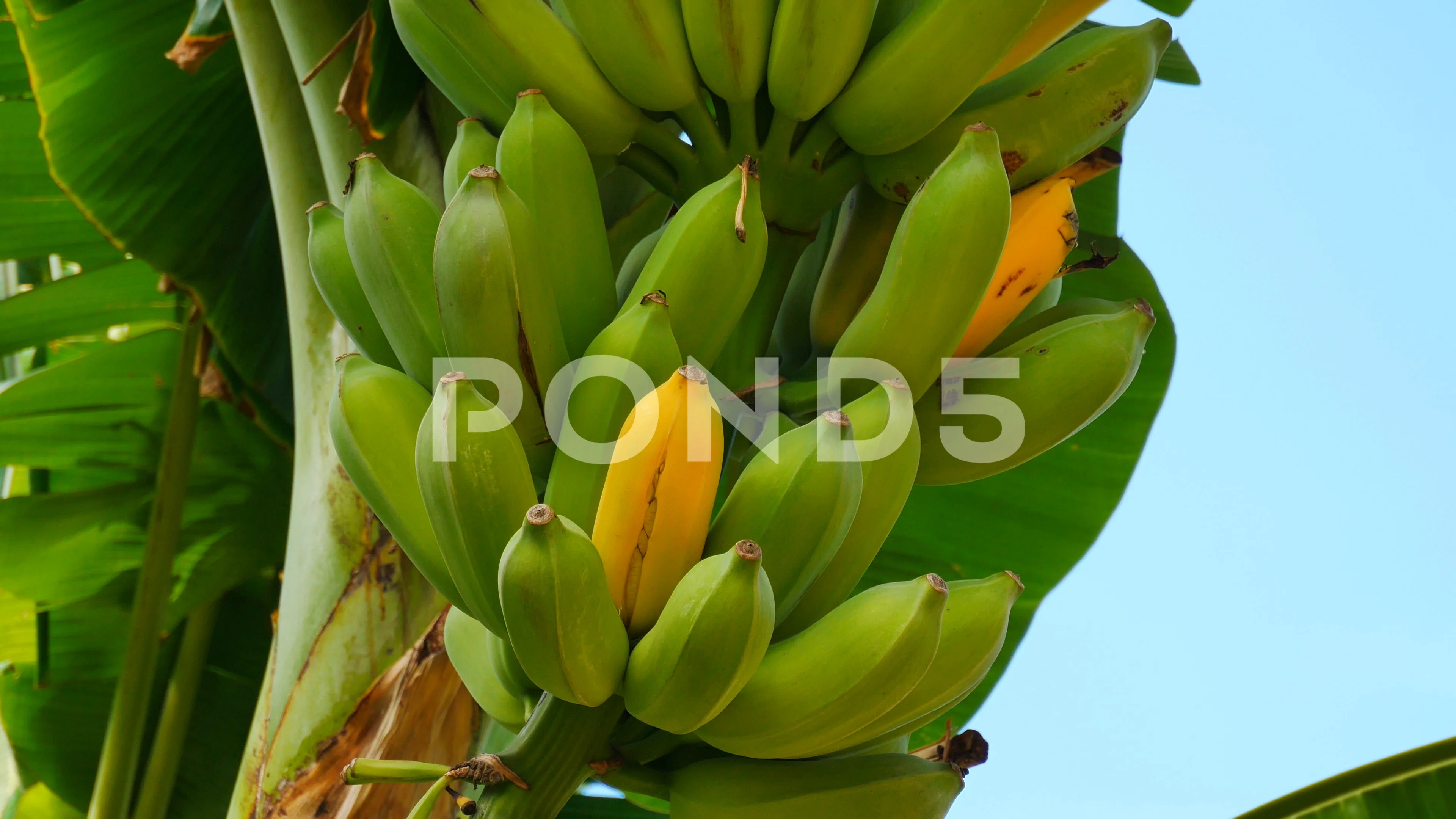 https://images.pond5.com/large-bunch-organic-bananas-banana-076976678_prevstill.jpeg