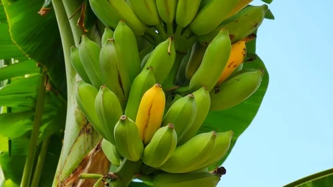 A large bunch of organic bananas on a banana tree in UHD Stock Footage