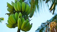 https://images.pond5.com/large-bunch-organic-bananas-banana-footage-076976682_iconm.jpeg