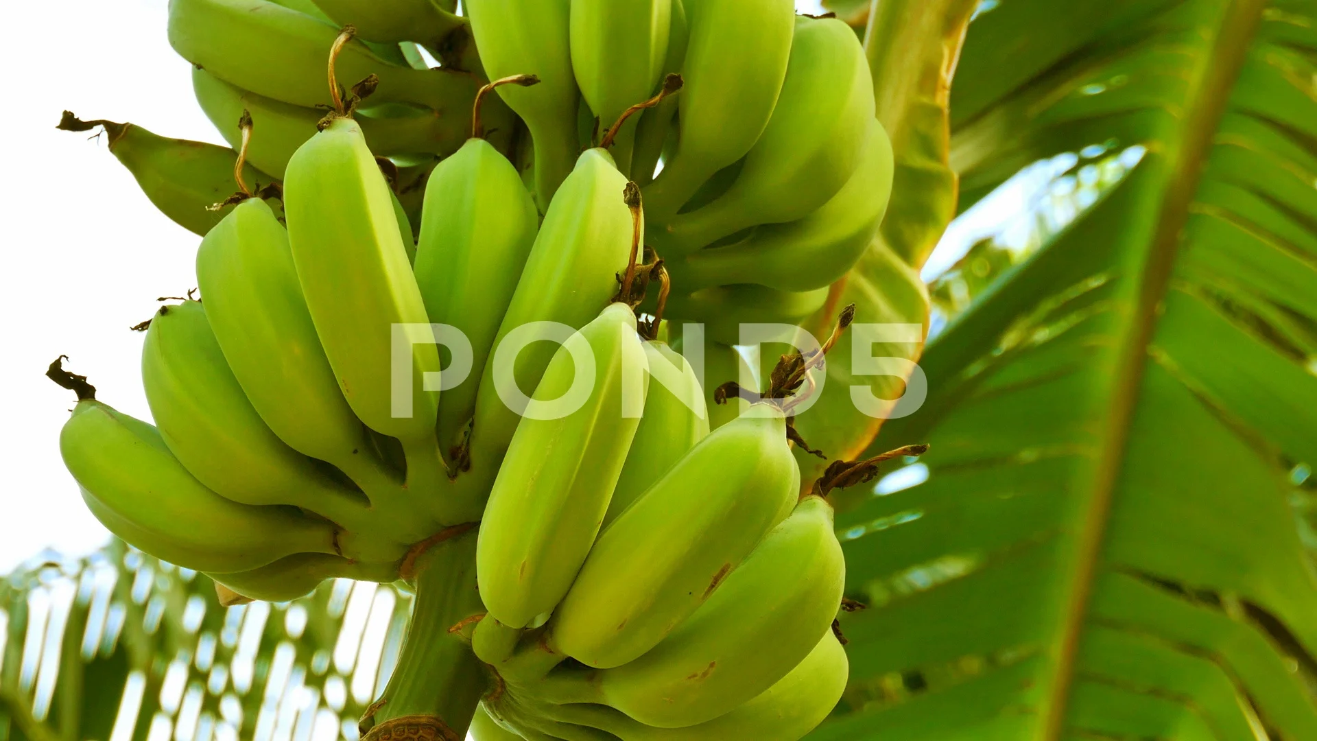 A large bunch of organic bananas on a ba, Stock Video