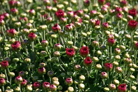 A large bunch of pretty red budding Mums Foto stock