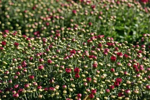 A large bunch of red budding Mums Stock Photos