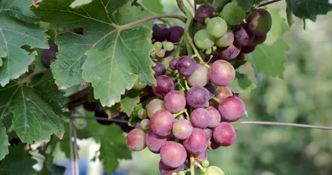 Large bunch of red wine grapes hang from a vine. Stock Footage 141779156