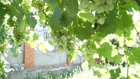 Large bunch of white grapes green bunches  Stock Footage 203567225