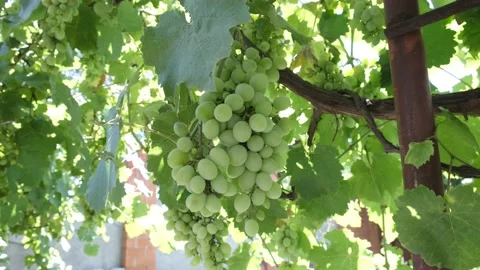 Large bunch of white grapes green bunches of berries. Stock Footage 203567277