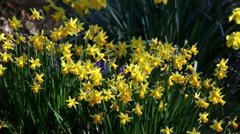 Large  bunch of wild daffodils blowing in the wind Stock Footage 36190070