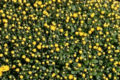 A large bunch of yellow budding Mums Stock Photos