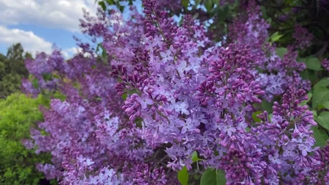 Large bunches of blue lilac. In the spring, lilac blooms in the botanical garden Video stock 273100670