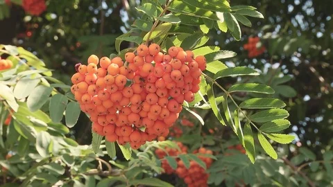 Large Bunches of Rowan Stock Footage 72387016