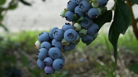 Large Bundle of Blueberries On Bush In Slowmotion Stock Footage 287612294