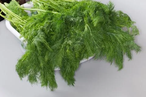 Large bundle of freshly picked dill on the plastic container Stock Photos