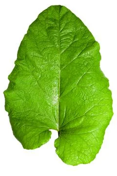Large burdock leaf on white background. Use as texture Stock Photos