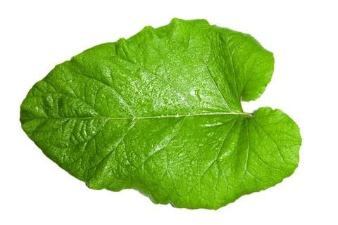 Large burdock leaf on white background. Use as texture Stock Photos