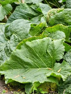Large Burdock Leaves with Insect Damage in Autumn Garden Stock Photos