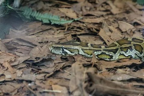 Large Burmese python called Python bivittatus 스톡 사진