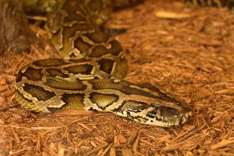 Large Burmese Python Snake in a Pile of Wood Chips Stock Photos