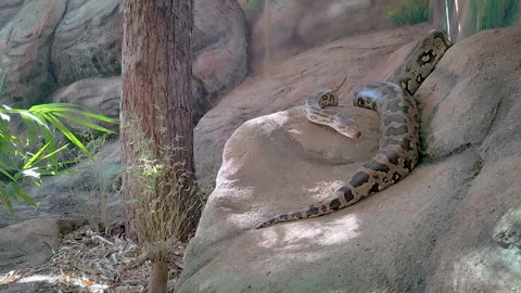 Large Burmese Python Snake Raising Its Head On A Rock Stock Footage 329004066