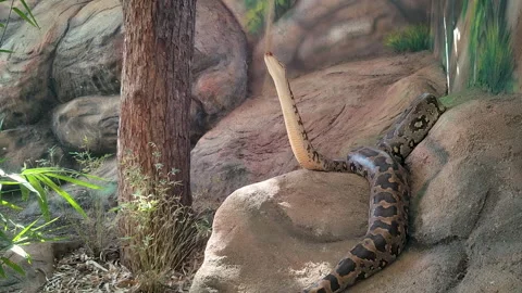 Large Burmese Python Snake Raising Its Head On Rocks In Terrarium Stock Footage 329004249