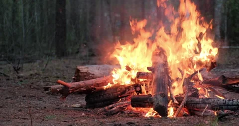 Large burning fire in the forest in cloudy weather. Low angle view to the fir Stock Footage 140101313