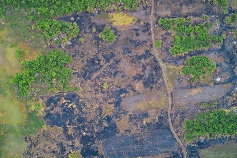 Large burnt patch with black ash and scorched earth among green forest canopy Stock Photos