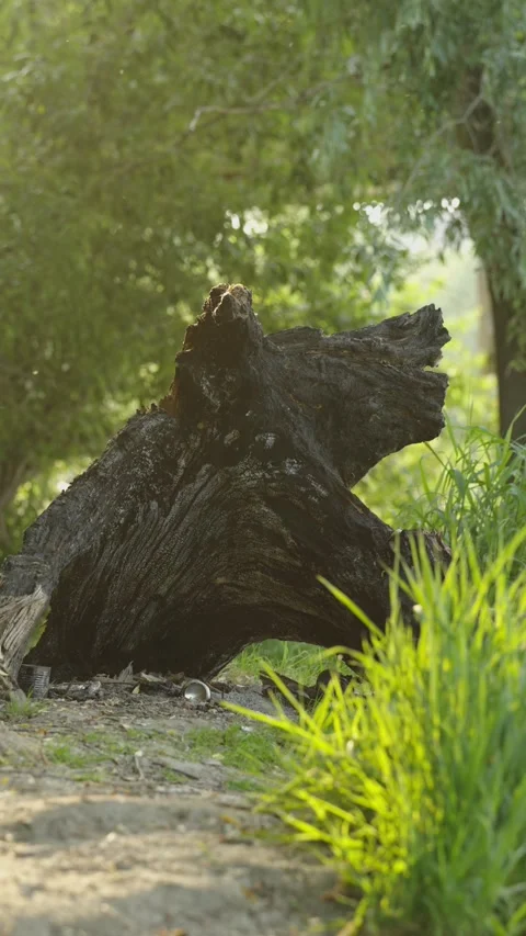 Large burnt tree stump shaped like bear head in forest. Stock Footage 337753444