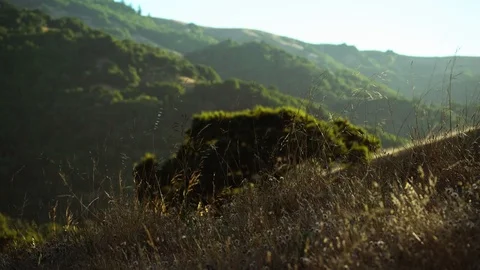 Large Bush Blows in Wind Against Hilly Backdrop 動画素材 112677128