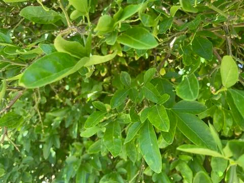 Large Bush Close-Up 2 Stock Photos