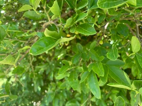Large Bush Close-Up Stock Photos