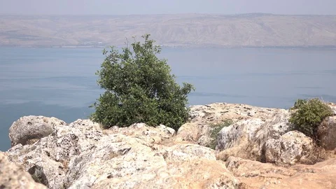 Large Bush on Edge of Cliff in Front of Sea of Galilee Stock Footage 78248239