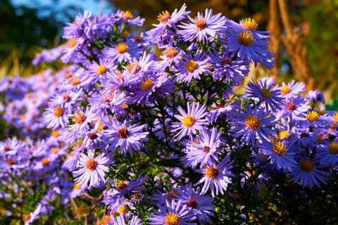 Large bush of fragrant purple blue asters October skies and warm sun Stock Photos