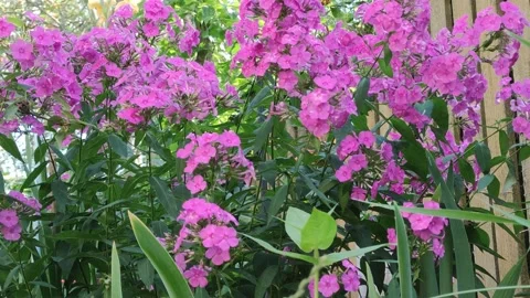 A large bush of pink phlox. Stock Footage 166120523