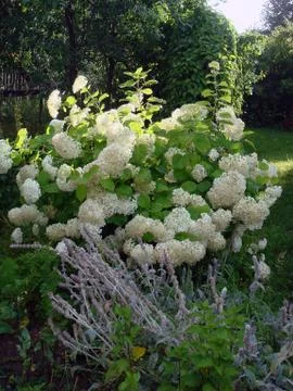 A large bush of white hydrangea in the garden is illuminated by the sun Stock Photos