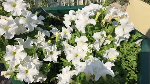 Large bush of white petunia Stock Footage 154984994