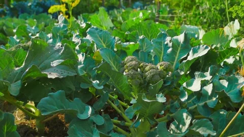 Large bushes with growing broccoli in the vegetable garden, close-up Stock Footage 276077070