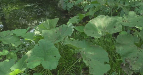 Large Butterbur leaves Video stock 255082991